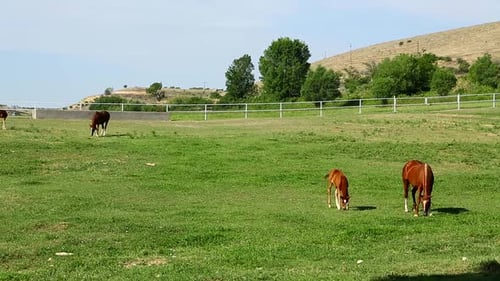 Horse And Foal In Field