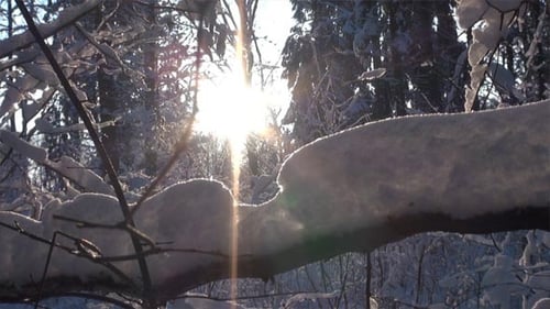 Kalter und sonniger Wintertag im Wald