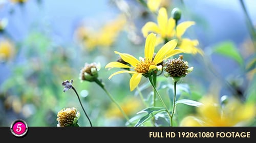Flower 8