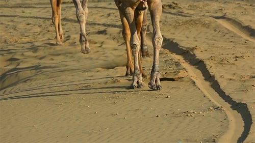 Camel Caravan