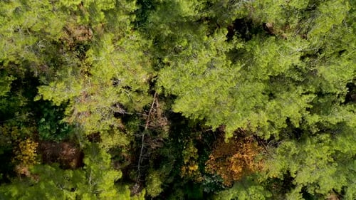 Mysterious Trail in the Forest Filmed on a Drone