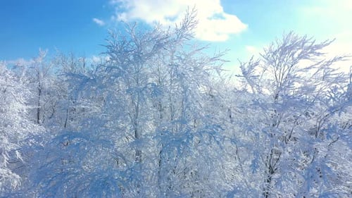 Beautiful White Frosted Trees