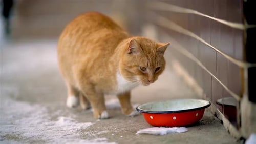 Tabby Cat Drinking Milk Outside in Winter