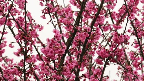 Blooming Pink Cherry Blossom Tree in Springtime