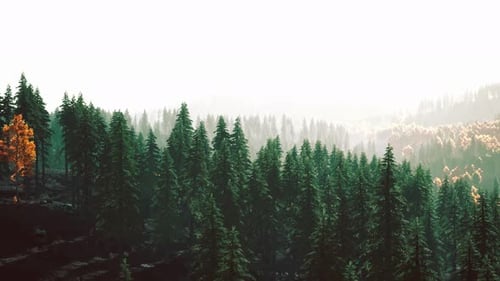 Beaux paysages naturels dans les Carpates