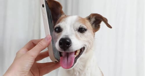 Dog Posing With Phone in Close Up