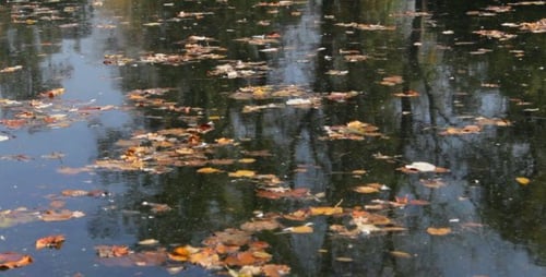 Abgefallene Herbstblätter im Wasser