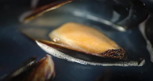 Close Up of Mussel in Shell in Water