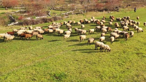 aerial view of herding sheep in a field