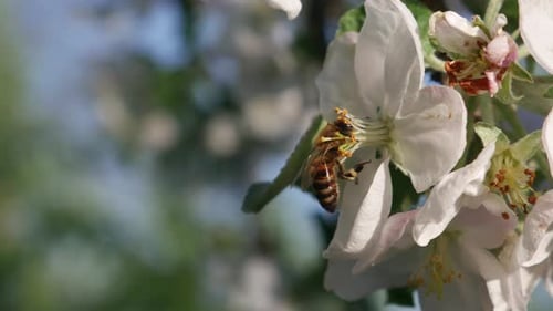 Bee Collect Honey on Apple Blossom