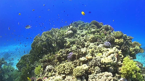 Colorful Fish on Vibrant Coral Reef 648