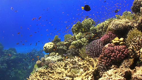 Colorful Fish on Vibrant Coral Reef 649