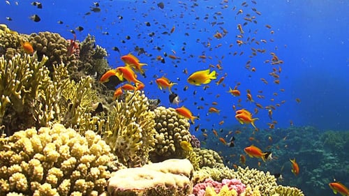 Colorful Fish on Vibrant Coral Reef 651