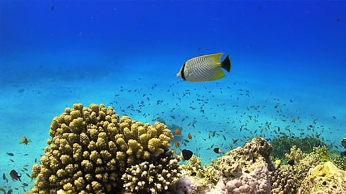 Colorful Fish on Vibrant Coral Reef 652