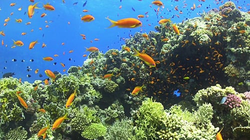 Colorful Fish on Vibrant Coral Reef 655