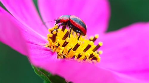 Red Lily Beetle Walking on Pink Flower