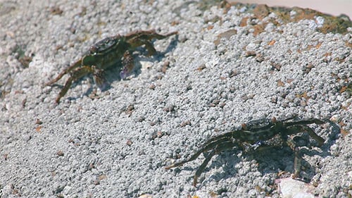 Crabs