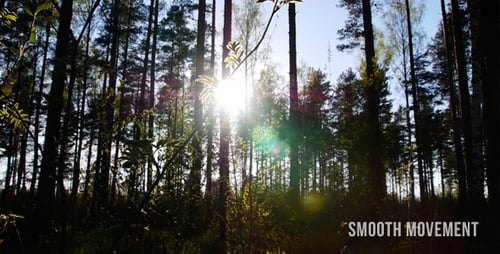 Forest And Sun
