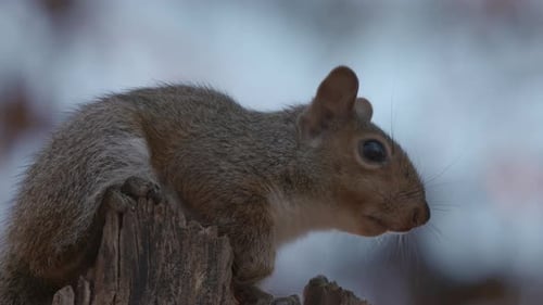 ein graues Eichhörnchen im Wald