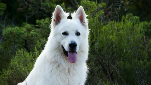 Berger Blanc Suisse or White Swiss Shepherd, domestic dog, (Canis lupus familiaris)