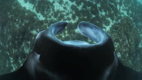 Unique perspective of a large Manta Ray looking down as it glides over a ocean reef covered in seagr