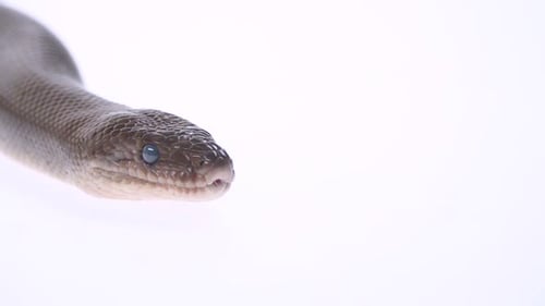 Boa arcoíris colombina sin patrón o epicratos Cenchria Maurus sobre fondo blanco