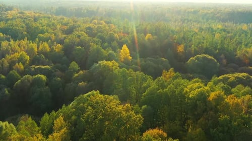 Calm Flight Through Fall Autumn Forest During Beautiful Sunset Evening