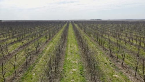 Flight Over the Garden of Young Fruit Trees in Early Spring
