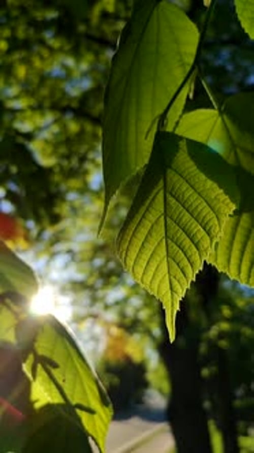 Le soleil brille à travers les feuilles vertes fraîches sur l'arbre un matin ensoleillé de printemps