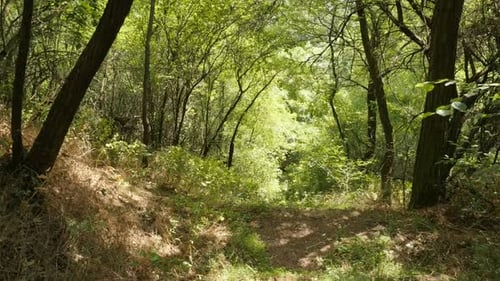 Forest path with stairs slow-mo footage