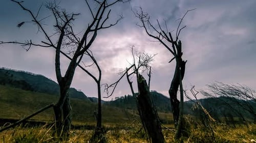 Zeitraffer von Death Tree und trockenem gelbem Gras in Berglandschaft mit Wolken und Sonnenstrahlen