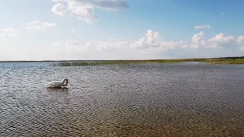 Schwan auf dem See Zeitlupe