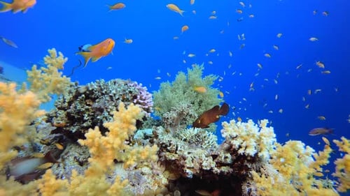 Coral Reef Ecosystem Thriving with Fish and Marine Life