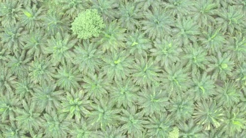 Aerial top down view of a palm oil plantation in Ecuador, South America