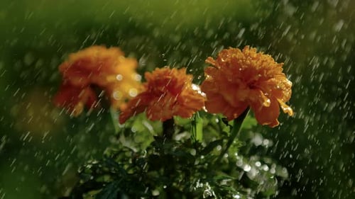 Orange Marigold Flowers Glistening in the Rain