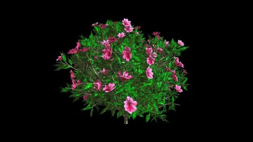 Time-lapse Azalea Bush Growing with Pink Blossoms