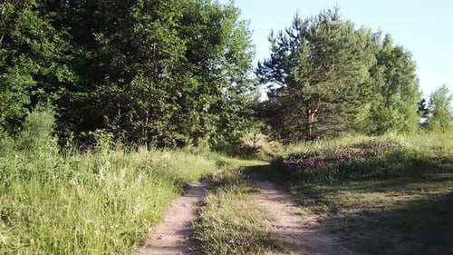 Forest Field River And Road 27