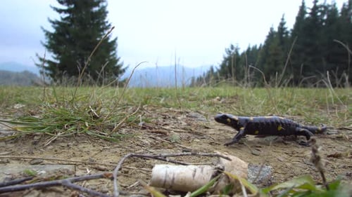 Black and Yellow Salamander Walks Through Grassy Field