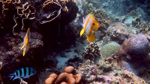 Pair of Copperband Butterflyfish or Chelmon Rostratus Fish with Long Nose in Sea