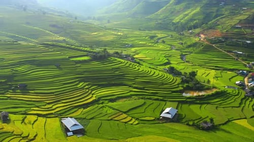 Aerial top view of paddy rice terraces, green agricultural fields in Vietnam.