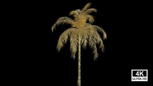 Elegant Golden Palm Tree Growing and Swaying Animation