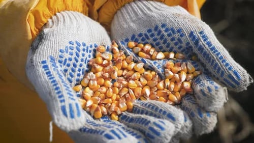 A Farmer Holds Seed Corn in His Hands. Grains Falling in Slow Motion. Good Harvest Concept.