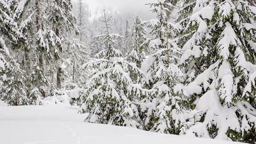 Wunderschöner flauschiger Schnee auf Ästen. Der Schnee fällt wunderschön von den Fichtenzweigen.
Winter
