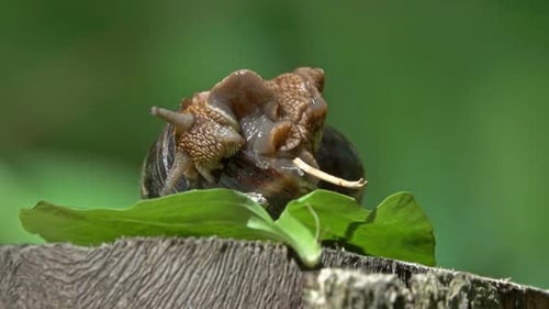 Big Snail in Shell Transforms Its Body Closeup