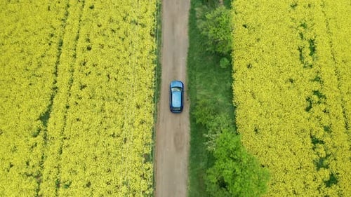 Aerial View Overhead of Blue Car Moving Along Country Road Between Yellow Rapeseed Fields