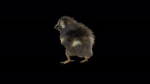 Small Baby Chick Walking Animation Loop