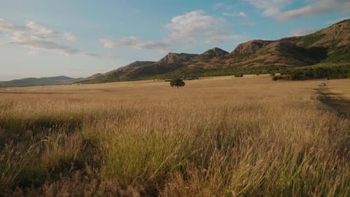 Walking slowly through tall grass towards distant tree in a mountain scenery