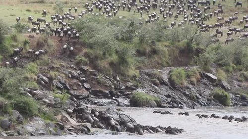 Migración de ñus - Río Mara, Kenia