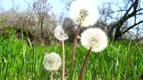 Dandelions in the Spring 6