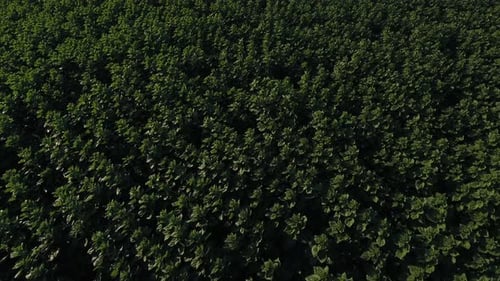 Soybean Plants In A Field